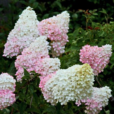 Гортензия метельчатая Литл Блоссом, С1 Гортензия метельчатая Литл Блоссом, С1 - Dolina-Sad.Ru