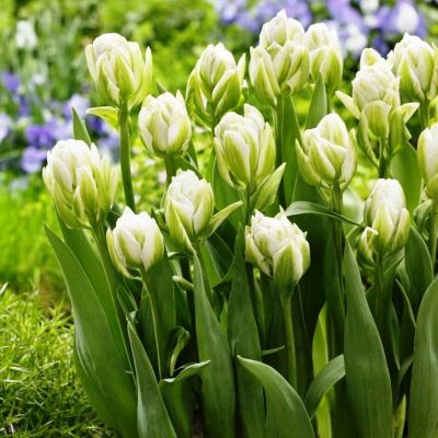 Тюльпан Бруклин Тюльпан Бруклин фото