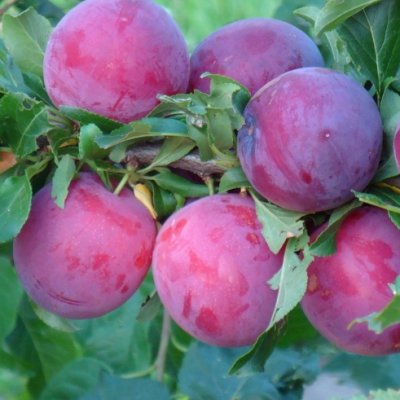 Слива гибридная Комета Кубанская Слива гибридная Комета Кубанская фото