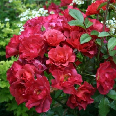 Роза Селебрейшн Тайм Роза Селебрейшн Тайм фото