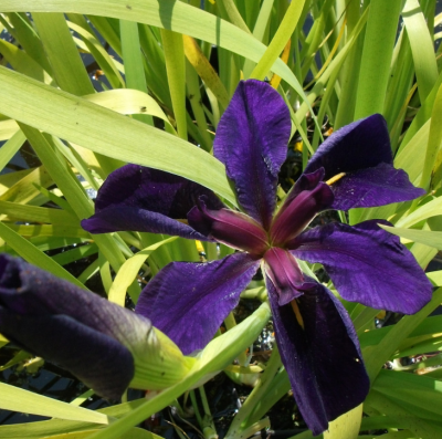 Ирис Блек Геймкок фото