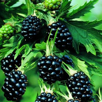 Ежевика Орегон Ежевика Орегон фото