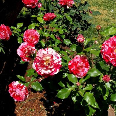 Роза Рок-н-Ролл Роза Рок-н-Ролл фото