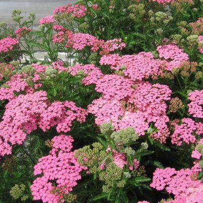 Тысячелистник Милли Рок Роуз Тысячелистник Милли Рок Роуз - Dolina-Sad.Ru