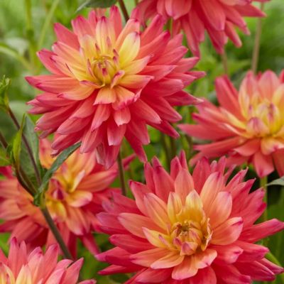 Георгина Рэйтбол Силинс - Dolina-Sad.Ru