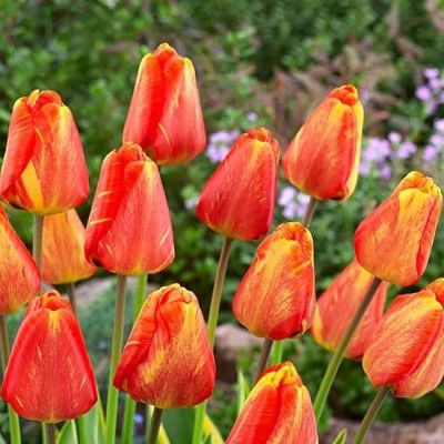 Тюльпан Мистик Гарант Тюльпан Мистик Гарант фото