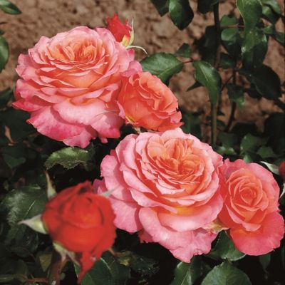 Роза Альбрехт Дюрер Роза Альбрехт Дюрер фото