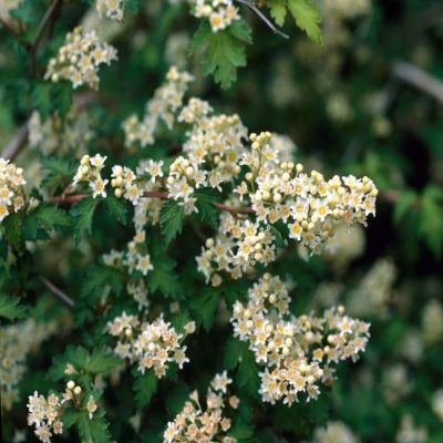 Стефанандра Криспа Стефанандра Криспа - Dolina-Sad.Ru