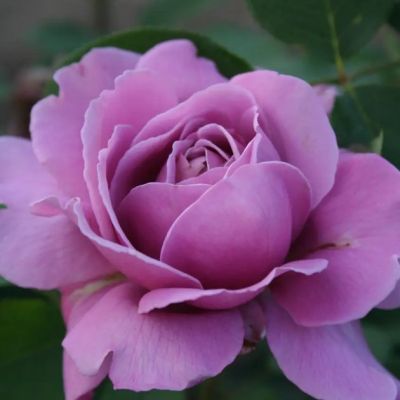 Роза Нил Блю Роза Нил Блю - Dolina-Sad.Ru