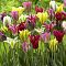 Микс тюльпанов Виридифлора Микс тюльпанов Виридифлора фото