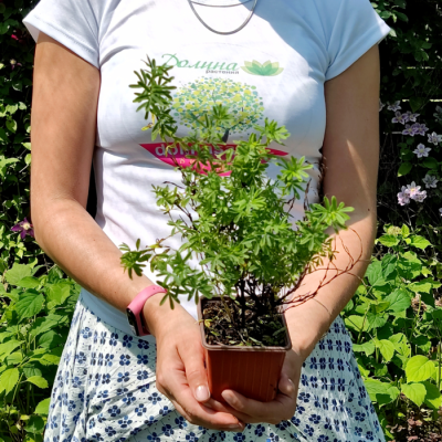 Лапчатка Аннет Лапчатка Аннет - Dolina-Sad.Ru