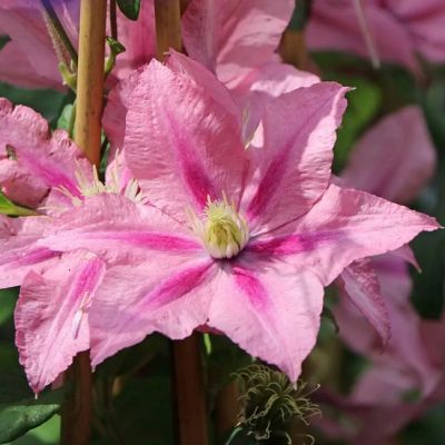 Клематис Розамунда Клематис Розамунда - Dolina-Sad.Ru