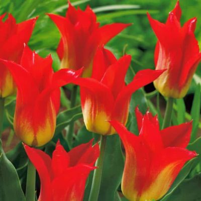 Тюльпан Роял Гифт Тюльпан Роял Гифт фото