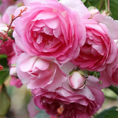 Роза Жасмина Роза Жасмина фото