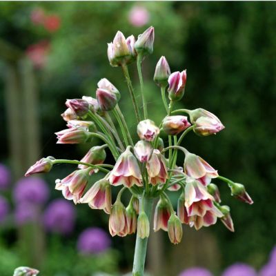 Аллиум Болгарский Аллиум Болгарский - Dolina-Sad.Ru