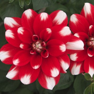 Георгина Нагано Георгина Нагано - Dolina-Sad.Ru