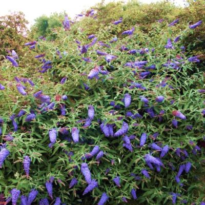 Буддлея Адонис Блю Буддлея Адонис Блю - Dolina-Sad.Ru