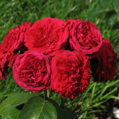 Роза Роткаппчен фото