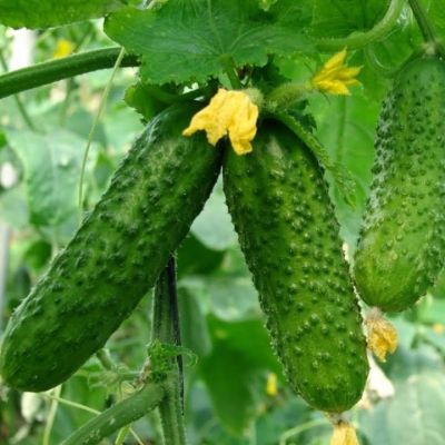 Огурец Герман F1 Огурец Герман F1 фото