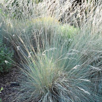 Овсец Вечнозеленый Пендула Овсец Вечнозеленый Пендула фото