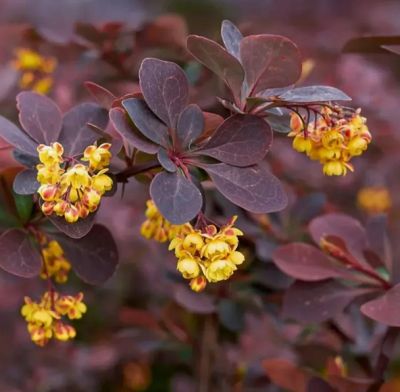 Барбарис Тунберга Шоколад Саммер, С3 - Dolina-Sad.Ru