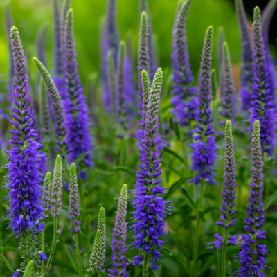 Вероника Блю фото