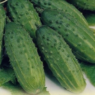 Огурец Маменькин любимчик F1 корнишон Огурец Маменькин любимчик F1 корнишон - Dolina-Sad.Ru