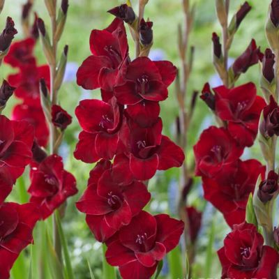 Гладиолус Фэт Бой - Dolina-Sad.Ru