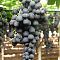 Виноград Мишель Палиери - Dolina-Sad.Ru