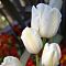 Тюльпан Вайс Берлинер Тюльпан Вайс Берлинер фото