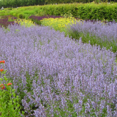 Котовник Фассена Сикс Хиллз Гиант фото