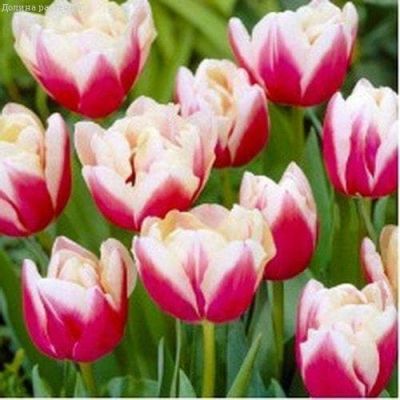 Тюльпан Вироза Тюльпан Вироза фото