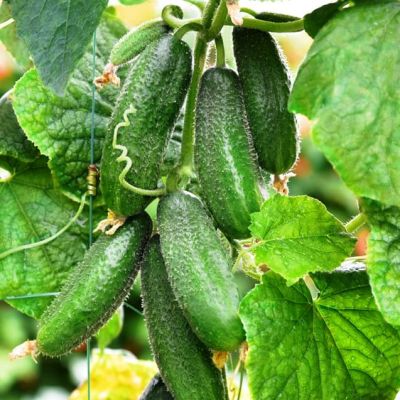 Огурец Алекс F1 (Голландия) Огурец Алекс F1 (Голландия) фото