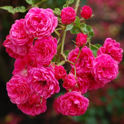 Роза Эльмшорн фото