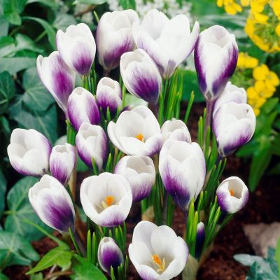 Крокус Принц Клаус Крокус Принц Клаус фото