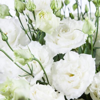 Эустома Пикколо Белая F1, гранул. пробирка Эустома Пикколо Белая F1, гранул. пробирка - Dolina-Sad.Ru