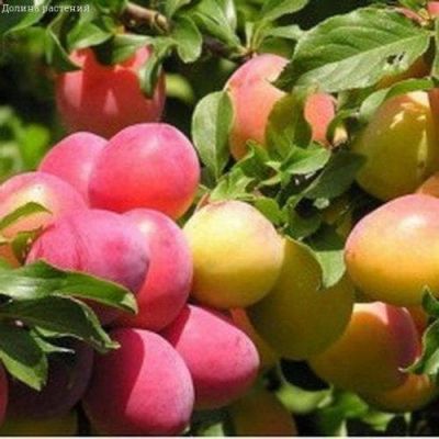 Слива персиковая Асалода Слива персиковая Асалода фото