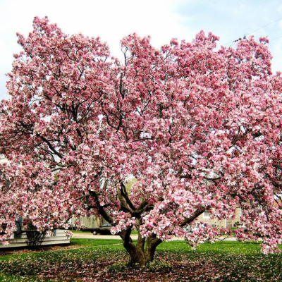 Магнолия Фейри Блаш фото