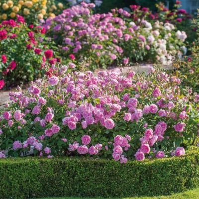 Набор почвопокровных роз (1+1=3) фото