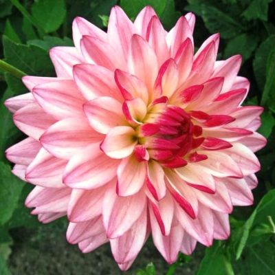 Георгина Сальвадор Георгина Сальвадор фото