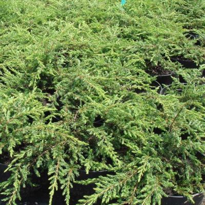 Можжевельник обыкновенный Хорнибруки Можжевельник обыкновенный Хорнибруки фото