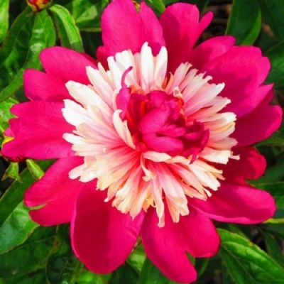 Пион Топ Хат Пион Топ Хат - Dolina-Sad.Ru