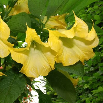 Дурман метел Балерина еллоу Дурман метел Балерина еллоу фото