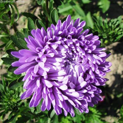 Астра Затмение фото