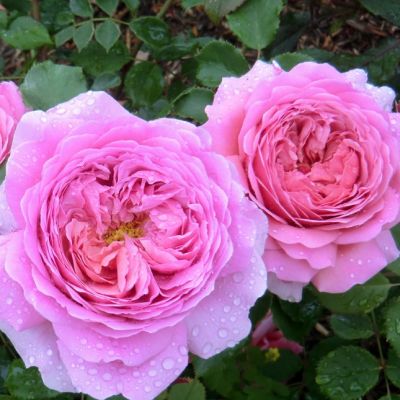 Роза Принцесс Алесандра оф Кент Роза Принцесс Алесандра оф Кент - Dolina-Sad.Ru