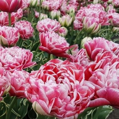 Тюльпан Вилемсурд фото