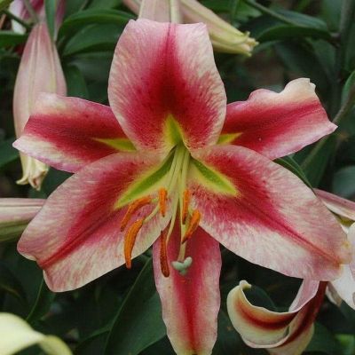 Лилия Олимпик Торч Лилия Олимпик Торч фото