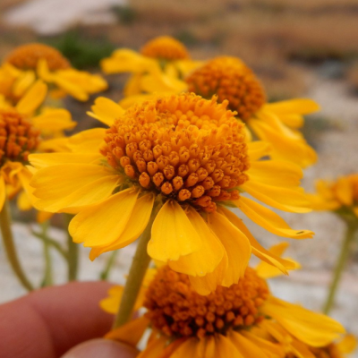 Гелениум Хупа фото