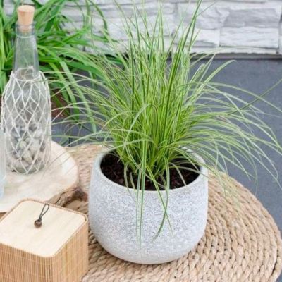 Осока коричневая Альбовариегатус - Dolina-Sad.Ru