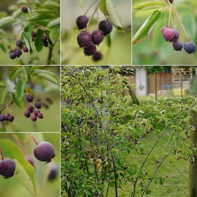 Ирга ольхолистная Мандан Ирга ольхолистная Мандан - Dolina-Sad.Ru